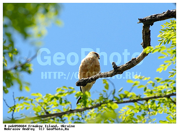 �����, ��������� ������, ��������� ����������, �������, �������, ������� � ��������, ��������, ����������, ������, ������ �������, ��������, ������, ����������� �����, �����