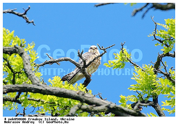 �����, ��������� ������, ��������� ����������, �������, �������, ������� � ��������, ��������, ����������, ������, ������ �������, ��������, ������, ����������� �����, �����