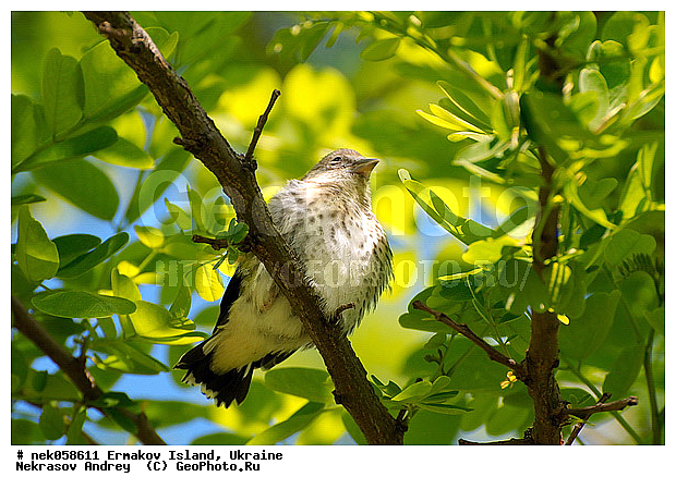 �����, ��������� ������, ��������� ����������, �������, �������, ������� � ��������, ��������, ����������, ������, ������ �������, ��������, ������, ����������� �����, �����