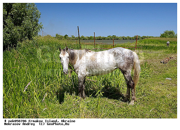 �����, ��������� ������, ��������� ����������, �������, �������, ������� � ��������, ��������, ����������, ��������, ����, ������, ������, ������ �������, ������, ����������� �����, ��������, ��������, �������������, �������������, �����, �����, XYZ, ���������, Equidae, �������� ������, Equus ferus caballus