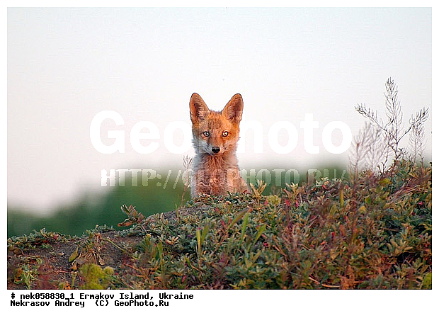 �����, ��������� ������, ��������� ����������, �������, �������, ������� � ��������, ��������, ����������, �����, ����, ������, ������ �������, ������, ����������� �����, ������, �������������, �����, �����, ������, �������, ������, Canidae, XYZ, ������������ ������, ����� ������, Vulpes vulpes, ����