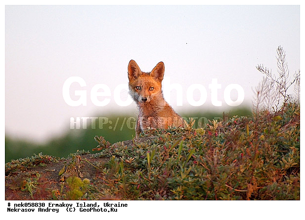 �����, ��������� ������, ��������� ����������, �������, �������, ������� � ��������, ��������, ����������, �����, ����, ������, ������ �������, ������, ����������� �����, ������, �������������, �����, �����, ������, �������, ������, Canidae, XYZ, ������������ ������, ����� ������, Vulpes vulpes, ����