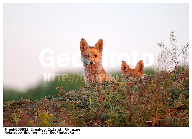 �����, ��������� ������, ��������� ����������, �������, �������, ������� � ��������, ��������, ����������, �����, ����, ������, ������ �������, ������, ����������� �����, ������, �������������, �����, �����, ������, �������, ������, Canidae, XYZ, ������������ ������, ����� ������, Vulpes vulpes, ����