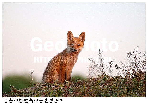 �����, ��������� ������, ��������� ����������, �������, �������, ������� � ��������, ��������, ����������, �����, ����, ������, ������ �������, ������, ����������� �����, ������, �������������, �����, �����, ������, �������, ������, Canidae, XYZ, ������������ ������, ����� ������, Vulpes vulpes, ����