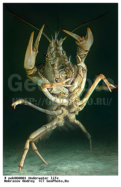 Astacidea, Astacus leptodactilus, Freshwater crayfish, Latreille, Pleocyemata, ������ ����, �������, �����������, ��������, ����������� ���, ��������� ���, ����, ������������, �������, �������������, ������, ��������, ����, ������, ������, ������, �����, ������, �������, �������, ����� �������, ��������, ��������, ����, ����, �������, �������, ���������, ���������, �����, ����������, ���������� ��� ����, ���, ���������, ��������� ����������, ���������, ���������, ��������� ����������, ���������, ��� �����, ��������, �������, ������������, ������������, ����������, ���, ������������, ����, ����������