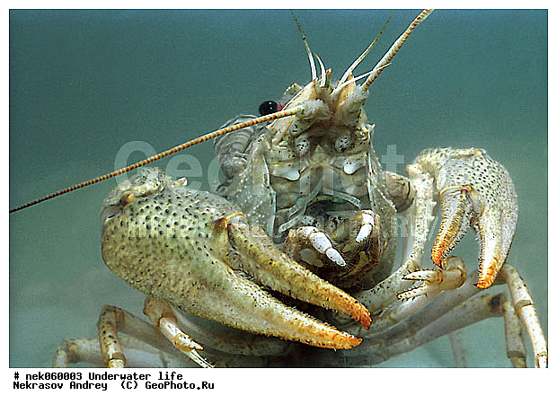 Astacidea, Astacus leptodactilus, Freshwater crayfish, Latreille, Pleocyemata, ������ ����, �������, �����������, ��������, ����������� ���, ��������� ���, ����, ������������, �������, �������������, ������, ��������, ����, ������, ������, ������, �����, ������, �������, �������, ����� �������, ��������, ��������, ����, ����, �������, �������, ���������, ���������, �����, ����������, ���������� ��� ����, ���, ���������, ��������� ����������, ���������, ���������, ��������� ����������, ���������, ��� �����, ��������, �������, ������������, ������������, ����������, ���, ������������, ����, ����������