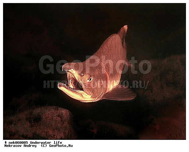 �������, ����������� ���, ��������� ���, �������, �����������, ������, ��������, ����, ������, ������, ������, ������, �����, ������, �������, ������, �������, ����� �������, ��������, ��������, ����, ����, ������� �����, �������, �������, ���������, ��������� ����, ���������, �����, �����, ����������, ���������� ��� ����, ���, ���������, ��������� ����������, ���������, ���������, ���������, ��������� ����������, ���������, ��������� �����, ��� �����, ������� ���� ������������, ������������, ������������, ������������ ������, ����������, ����, ����. ����, �������� ����, ����������� ����, ����� ����, �����������, �����������, ����� ����