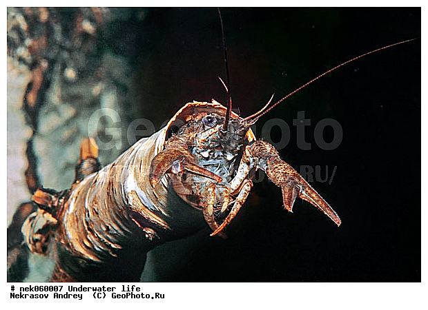 Astacidea, Astacus leptodactilus, Freshwater crayfish, Latreille, Pleocyemata, ������ ����, �������, �����������, ��������, ����������� ���, ��������� ���, ����, ������������, �������, �������������, ������, ������, ��������, ����, ������, ������, ������, �����, ������, �������, �������, ����� �������, ��������, ��������, ����, ����, �������, �������, ���������, ���������, �����, ����������, ���������� ��� ����, ���, ���������, ��������� ����������, ���������, ���������, ��������� ����������, ���������, ��� �����, ��������, �������, ������������, ������������, ����������, ���, ������������, ����, ����������
