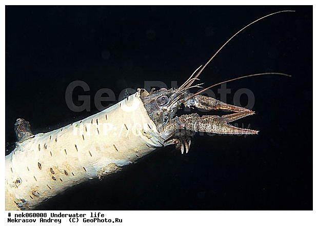 Astacidea, Astacus leptodactilus, Freshwater crayfish, Latreille, Pleocyemata, ������ ����, �������, �����������, ��������, ����������� ���, ��������� ���, ����, ������������, �������, �������������, ������, ������, ��������, ����, ������, ������, ������, �����, ������, �������, �������, ����� �������, ��������, ��������, ����, ����, �������, �������, ���������, ���������, �����, ����������, ���������� ��� ����, ���, ���������, ��������� ����������, ���������, ���������, ��������� ����������, ���������, ��� �����, ��������, �������, ������������, ������������, ����������, ���, ������������, ����, ����������