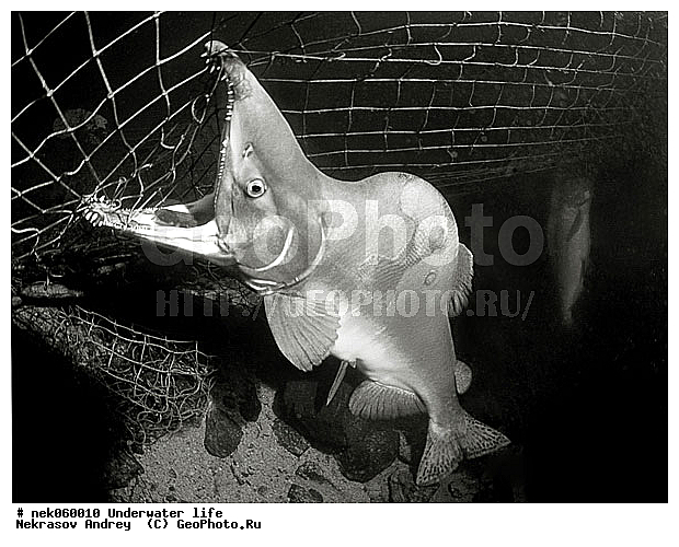 �������, ����������� ���, ��������� ���, �������, �����������, ������, ��������, ����, ������, ������, ������, ������, �����, ������, �������, ������, �������, ����� �������, ��������, ��������, ����, ����, ������� �����, �������, �������, ���������, ��������� ����, ���������, �����, �����, ����������, ���������� ��� ����, ���, ���������, ��������� ����������, ���������, ���������, ���������, ��������� ����������, ���������, ��������� �����, ��� �����, ������� ���� ������������, ������������, ������������, ������������ ������, ����������, ����, ����. ����, �������� ����, ����������� ����, ����� ����, �����������, �����������, ����� ����