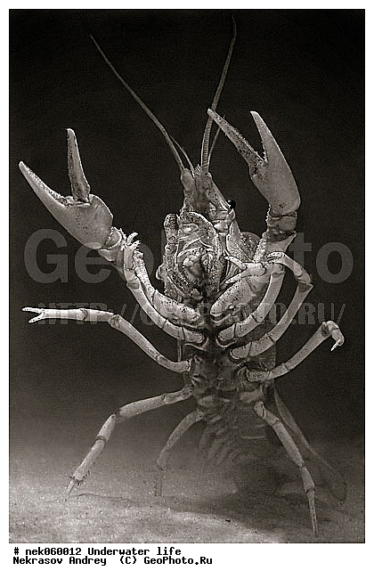 Astacidea, Astacus leptodactilus, Freshwater crayfish, Latreille, Pleocyemata, ������ ����, �������, �����������, ��������, ����������� ���, ��������� ���, ����, ������������, �������, �������������, ������, ������, ��������, ����, ������, ������, ������, �����, ������, �������, �������, ����� �������, ��������, ��������, ����, ����, �������, �������, ���������, ���������, �����, ����������, ���������� ��� ����, ���, ���������, ��������� ����������, ���������, ���������, ��������� ����������, ���������, ��� �����, ��������, �������, ������������, ������������, ����������, ���, ������������, ����, ����������