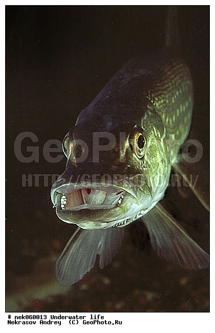 �������, ����������� ���, ��������� ���, �������, �����������, ������, ��������, ����, ������, ������, ������, �����, ������, �������, ������, �������, ����� �������, ��������, ��������, ����, ����, ������� �����, �������, �������, ���������, ��������� ����, ���������, �����, �����, ����������, ���������� ��� ����, ���, ���������, ��������� ����������, ���������, ���������, ���������, ��������� ����������, ���������, ��������� �����, ��� �����, ��������, ������� ����, ����������, ����, ����. ����