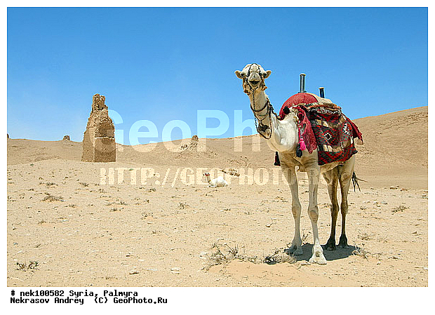 , C. dromedarius, Camelus, Camelus dromedarius, Linnaeus, dromedarius, �������, ������� ������, �������, �����������, ��������, ������, ��������, ������, �����������, �����������, �����������, ��������, �������������, �����������, ���������, ����������, ���������� �������, ��������, �������������, ������������, �����, ������, ��������, ���������������, ����������, �����������, �������������, ����� �������, ���������������, ���������������, ���������������, ���������������, �, ���������, ������ �������, ���������������������, ���������, ������� �����������, ������� ��������, ������� �����������, ������ ������, �������, ������������ ���������, ������������, ������������, �������, ��������, ����������, �����, ��������, ��, ��������, �������� ��������, ������, �����, ��������, ��������� �����������, �������, �����������, �������, ���������, ���������, ���������, ���������, ���������, �����, ������, ������, ������, ������, ������ � �����, �������������, �������������, �������������, �������������, �����������, ��������, ��������, �������������, �������������, �����, �����, XYZ, �����������, Camelidae, ���������� �������, ��������, ��������, �������, Camelus dromedarius