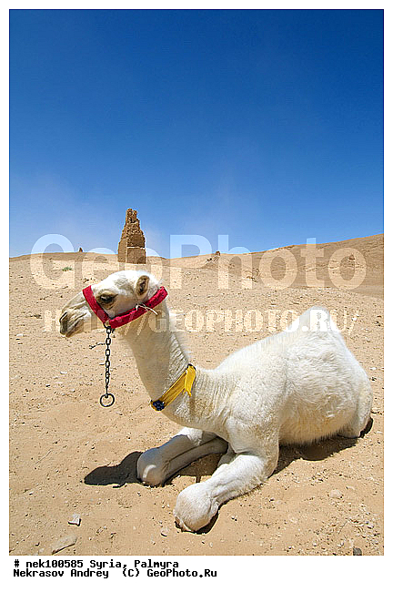 , C. dromedarius, Camelus, Camelus dromedarius, Linnaeus, dromedarius, �������, ������� ������, �������, �����������, ��������, ������, ��������, ������, �����������, �����������, �����������, ��������, �������������, �����������, ���������, ����������, ���������� �������, ��������, �������������, ������������, �����, ������, ��������, ���������������, ����������, �����������, �������������, ����� �������, ���������������, ���������������, ���������������, ���������������, �, ���������, ������ �������, ���������������������, ���������, ������� �����������, ������� ��������, ������� �����������, ������ ������, �������, ������������ ���������, ������������, ������������, �������, ��������, ����������, �����, ��������, ��, ��������, �������� ��������, ������, �����, ��������, ��������� �����������, �������, �����������, �������, ���������, ���������, ���������, ���������, ���������, �����, ������, ������, ������, ������, ������ � �����, �������������, �������������, �������������, �������������, �����������, ��������, ��������, �������������, �������������, �����, �����, XYZ, �����������, Camelidae, ���������� �������, ��������, ��������, �������, Camelus dromedarius