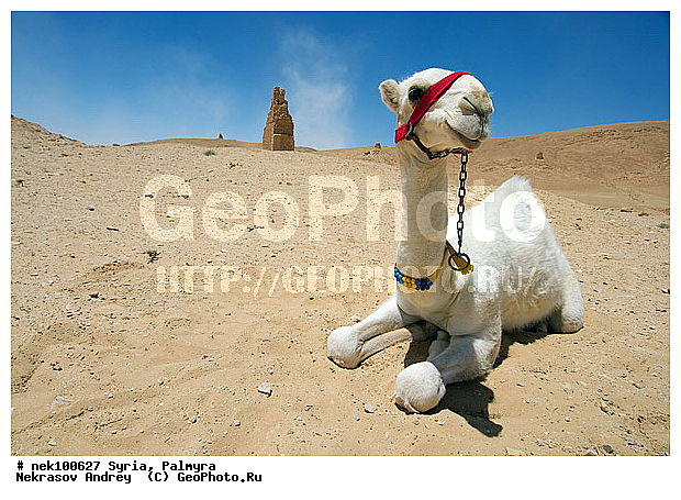 C. dromedarius, Camelus, Camelus dromedarius, Linnaeus, dromedarius, �������, ������� ������, �������, �����������, ��������, ������, ��������, ������, �����������, �����������, �����������, ��������, �������������, �����������, ���������, ����������, ���������� �������, ��������, �������������, ������������, �����, ������, ��������, ���������������, ����������, �����������, �������������, ����� �������, ���������������, ���������������, ���������������, ���������������, �, ���������, ������ �������, ���������������������, ���������, ������� �����������, ������� ��������, ������� �����������, ������ ������, �������, ������������ ���������, ������������, ������������, �������, ��������, ����������, �����, ��������, ��, ��������, �������� ��������, ������, �����, ��������, ��������� �����������, �������, �����������, �������, ���������, ���������, ���������, ���������, ���������, �����, ������, ������, ������, ������, ������ � �����, �������������, �������������, �������������, �������������, �����������, ��������, ��������, �������������, �������������, �����, �����, XYZ, �����������, Camelidae, ���������� �������, ��������, ��������, �������, Camelus dromedarius