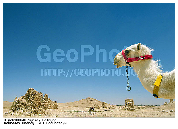 , C. dromedarius, Camelus, Camelus dromedarius, Linnaeus, dromedarius, �������, ������� ������, �������, �����������, ��������, ������, ��������, ������, �����������, �����������, �����������, ��������, �������������, �����������, ���������, ����������, ���������� �������, ��������, �������������, ������������, �����, ������, ��������, ���������������, ����������, �����������, �������������, ����� �������, ���������������, ���������������, ���������������, ���������������, �, ���������, ������ �������, ���������������������, ���������, ������� �����������, ������� ��������, ������� �����������, ������ ������, �������, ������������ ���������, ������������, ������������, �������, ��������, ����������, �����, ��������, ��, ��������, �������� ��������, ������, �����, ��������, ��������� �����������, �������, �����������, �������, ���������, ���������, ���������, ���������, ���������, �����, ������, ������, ������, ������, ������ � �����, �������������, �������������, �������������, �������������, �����������, ��������, ��������, �������������, �������������, �����, �����, XYZ, �����������, Camelidae, ���������� �������, ��������, ��������, �������, Camelus dromedarius