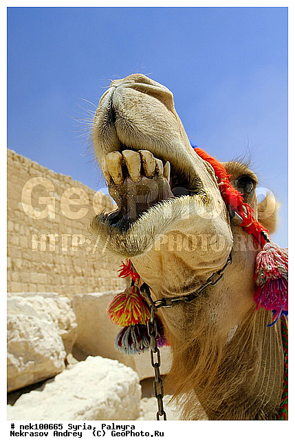 , C. dromedarius, Camelus, Camelus dromedarius, Linnaeus, dromedarius, �������, ������� ������, �������, �����������, ��������, ������, ��������, ������, �����������, �����������, �����������, ��������, �������������, �����������, ����������, ���������� �������, ��������, �������������, ������������, �����, ������, ��������, ���������������, ����������, �����������, �������������, ����� �������, ���������������, ���������������, ���������������, ���������������, �, ���������, ���������������������, ���������, ������� �����������, ������� ��������, ������� �����������, ������ ������, �������, ������������ ���������, ������������, ������������, �������, ��������, ����������, �����, ��������, ��, ��������, �������� ��������, ������, �����, ��������, ��������� �����������, �������, �����������, �������, ���������, ���������, ���������, ���������, ���������, ������, ������, ������, ������ � �����, �������������, �������������, �������������, �������������, ��������, ��������, �������������, �������������, �����, �����, XYZ, �����������, Camelidae, ���������� �������, ��������, ��������, �������, Camelus dromedarius