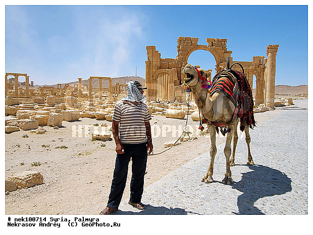 Ancient culture, C. dromedarius, Camelus, Camelus dromedarius, Linnaeus, Roman architecture, ancient architecture, ancient civilisation, antiquities, archeology, architecture, architecture monuments, culture, dromedarius, heritage of the past, historical monuments, history, �������, ������� ������, �������, �����������, ��������, ������, ��������, ������, �����������, �����������, �����������, ��������, �������������, �����������, ����������, ���������� �������, ��������, �������������, ������������, �����, ������, ��������, ���������������, ����������, �����������, �������������, ���������������, ���������������, ���������������, ���������������, �, ���������, ���������������������, ���������, ������� �����������, ������� ��������, ������� �����������, ������ ������, �������, ������������ ���������, ������������, ������������, �������, ��������, ����������, �����, ��������, ��, ��������, �������� ��������, ������, �����, ��������, ��������� �����������, �������, �����������, �������, ������� �����������, ���������, ���������, ���������, ���������, ���������, ������, ������, ������, ������ � �����, �������������, �������������, �������������, �������������, ��������, ��������, �������������, �������������, �����, �����, XYZ, �����������, Camelidae, ���������� �������, ��������, ��������, �������, Camelus dromedarius