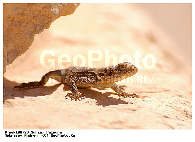 Ancient culture, Lacertilia, Roman architecture, Sauria, Squamata, ancient architecture, ancient civilisation, antiquities, archeology, architecture, architecture monuments, culture, heritage of the past, historical monuments, history, �������, ������� ������, ������, ������, �����������, �����������, �����������, ��������, ��������, ��������������, �����, ������, ��������, ����������, ����, �������, �������, ���������������, ����������, �����������, �������������, ���������������, ���������������, ���������������, ���������������, �, ���������, ���������������������, ���������, ������� �����������, ������� ��������, ������� �����������, ������ ������, �������, ������������ ���������, ������������, ������������, �������, ��������, ����������, ��, ��������, �������� ��������, ������, �����, ��������, ��������� �����������, �������, �����������, ��������, ��������, �������, ������� �����������, ���������, ���������, ���������, ���������, ���������, ������, ������, ������, ������ � �����, �������������, �������������, �������������, �������������, �����