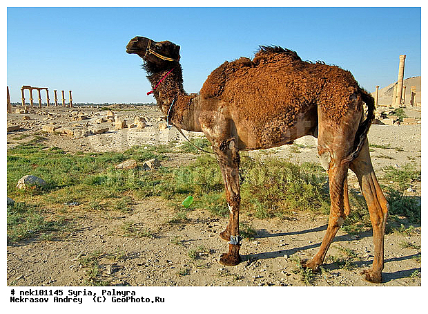 C. dromedarius, Camelus, Camelus dromedarius, Linnaeus, dromedarius, �������, ������� ������, �������, �����������, ��������, ������, ��������, ������, �����������, �����������, �����������, ��������, �������������, �����������, ����������, ���������� �������, ��������, �������������, ������������, �����, ������, ��������, ���������������, ����������, �����������, �������������, ���������������, ���������������, ���������������, ���������������, �, ���������, ���������������������, ���������, ������� �����������, ������� ��������, ������� �����������, ������ ������, �������, ������������ ���������, ������������, ������������, �������, ��������, ����������, �����, ��������, ��, ��������, �������� ��������, ������, �����, ��������, ��������� �����������, �������, �����������, �������, ������� �����������, ���������, ���������, ���������, ���������, ���������, ������, ������, ������, ������ � �����, �������������, �������������, �������������, �������������, ��������, ��������, �������������, �������������, �����, �����, XYZ, �����������, Camelidae, ���������� �������, ��������, ��������, �������, Camelus dromedarius