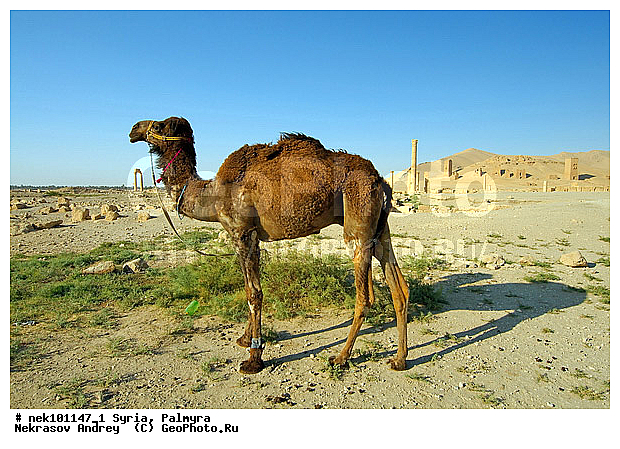 C. dromedarius, Camelus, Camelus dromedarius, Linnaeus, dromedarius, �������, ������� ������, �������, �����������, ��������, ������, ��������, ������, �����������, �����������, �����������, ��������, �������������, �����������, ����������, ���������� �������, ��������, �������������, ������������, �����, ������, ��������, ���������������, ����������, �����������, �������������, ���������������, ���������������, ���������������, ���������������, �, ���������, ���������������������, ���������, ������� �����������, ������� ��������, ������� �����������, ������ ������, �������, ������������ ���������, ������������, ������������, �������, ��������, ����������, �����, ��������, ��, ��������, �������� ��������, ������, �����, ��������, ��������� �����������, �������, �����������, �������, ������� �����������, ���������, ���������, ���������, ���������, ���������, ������, ������, ������, ������ � �����, �������������, �������������, �������������, �������������, ��������, ��������, �������������, �������������, �����, �����, XYZ, �����������, Camelidae, ���������� �������, ��������, ��������, �������, Camelus dromedarius