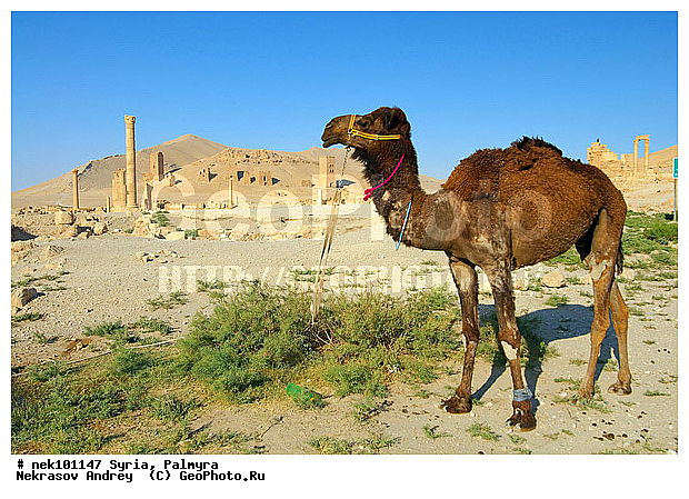 C. dromedarius, Camelus, Camelus dromedarius, Linnaeus, dromedarius, �������, ������� ������, �������, �����������, ��������, ������, ��������, ������, �����������, �����������, �����������, ��������, �������������, �����������, ����������, ���������� �������, ��������, �������������, ������������, �����, ������, ��������, ���������������, ����������, �����������, �������������, ���������������, ���������������, ���������������, ���������������, �, ���������, ���������������������, ���������, ������� �����������, ������� ��������, ������� �����������, ������ ������, �������, ������������ ���������, ������������, ������������, �������, ��������, ����������, �����, ��������, ��, ��������, �������� ��������, ������, �����, ��������, ��������� �����������, �������, �����������, �������, ������� �����������, ���������, ���������, ���������, ���������, ���������, ������, ������, ������, ������ � �����, �������������, �������������, �������������, �������������, ��������, ��������, �������������, �������������, �����, �����, XYZ, �����������, Camelidae, ���������� �������, ��������, ��������, �������, Camelus dromedarius