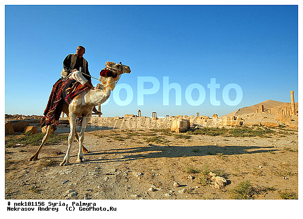 C. dromedarius, Camelus, Camelus dromedarius, Linnaeus, dromedarius, �������, ������� ������, �������, �����������, ��������, ������, ��������, ������, �����������, �����������, �����������, ��������, �������������, �����������, ����������, ���������� �������, ��������, �������������, ������������, �����, ������, ��������, ���������������, ����������, �����������, �������������, ���������������, ���������������, ���������������, ���������������, �, ���������, ���������������������, ���������, ������� �����������, ������� ��������, ������� �����������, ������ ������, �������, ������������ ���������, ������������, ������������, �������, ��������, ����������, �����, ��������, ��, ��������, �������� ��������, ������, �����, ��������, ��������� �����������, �������, �����������, �������, ������� �����������, ���������, ���������, ���������, ���������, ���������, ������, ������, ������, ������ � �����, �������������, �������������, �������������, �������������, ��������, ��������, �������������, �������������, �����, �����, XYZ, �����������, Camelidae, ���������� �������, ��������, ��������, �������, Camelus dromedarius