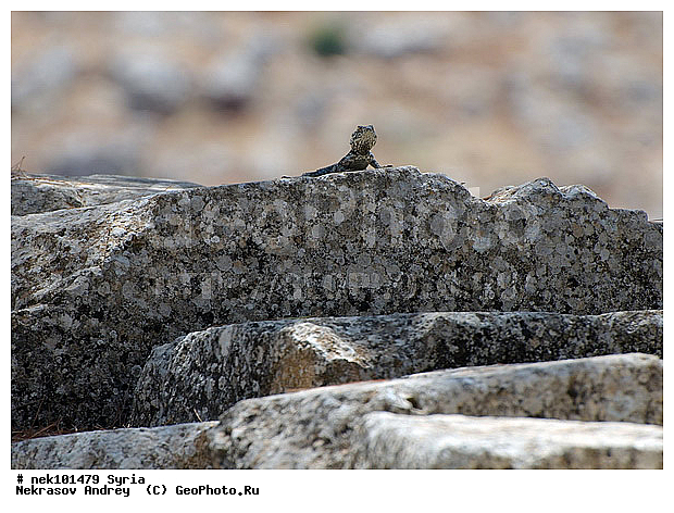 Lacertilia, Sauria, Squamata, �������, ������� ������, ������, ������, �����������, �����������, �����������, ��������, �����-�����, ��������� ������� ������� ���������, ��������������, ������ ������, ������ ��������, �����, ������, ��������, ����������, ����, �������, �������, ���������������, ����������, �����������, �������������, ���������������, ���������������, ���������������, ���������������, �, ���������, ���������������������, ���������, ������� �����������, ������� ��������, ������� �����������, ������ ������, �������, ������������ ���������, ������������, ������������, �������, ��������, ����������, �����, ��������, ��, ��������, �������� ��������, ������, �����, ��������, ��������� �����������, �������, �����������, ��������, ��������, �������, ���������, ���������, ���������, ���������, ���������, ������, ������, ������, ������ � �����, �������������, �������������, �������������, �������������, ����, �������, ������� ������� �������, ������� ������� �������, ������� ������� ���������, �����