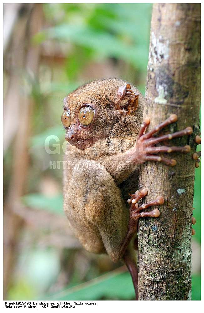 ���������, ������, ������, �������, ����� �����, ������������, ��������, ���������, ������, �������, ��������, ��������, �����, �������, ��������, ���������, �����, ��, ������, ������, ���, ������, �����, �������, ����, �������, , ������� , ��������, ��������, �������������, �������������, �����, �����, XYZ, ������������, Tarsiidae, ������������ ��������, �������, Carlito syrichta