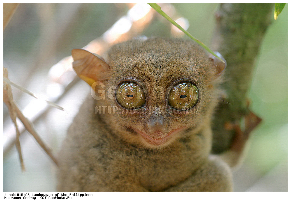 ���������, ������, ������, �������, ����� �����, ������������, ��������, ���������, ������, �������, ��������, ��������, �����, �������, ��������, ���������, �����, ��, ������, ������, ���, ������, �����, �������, ����, �������, , ������� , ��������, ��������, �������������, �������������, �����, �����, XYZ, ������������, Tarsiidae, ������������ ��������, �������, Carlito syrichta