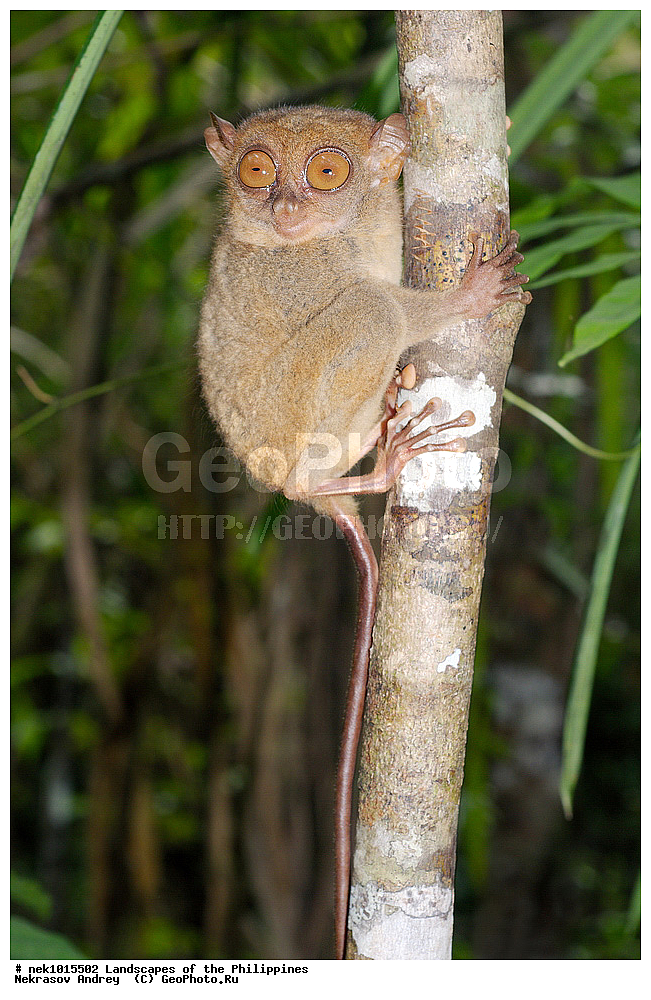 ���������, ������, ������, �������, ����� �����, ������������, ��������, ���������, ������, �������, ��������, ��������, �����, �������, ��������, ���������, �����, ��, ������, ������, ���, ������, �����, �������, ����, �������, , ������� , ��������, ��������, �������������, �������������, �����, �����, XYZ, ������������, Tarsiidae, ������������ ��������, �������, Carlito syrichta