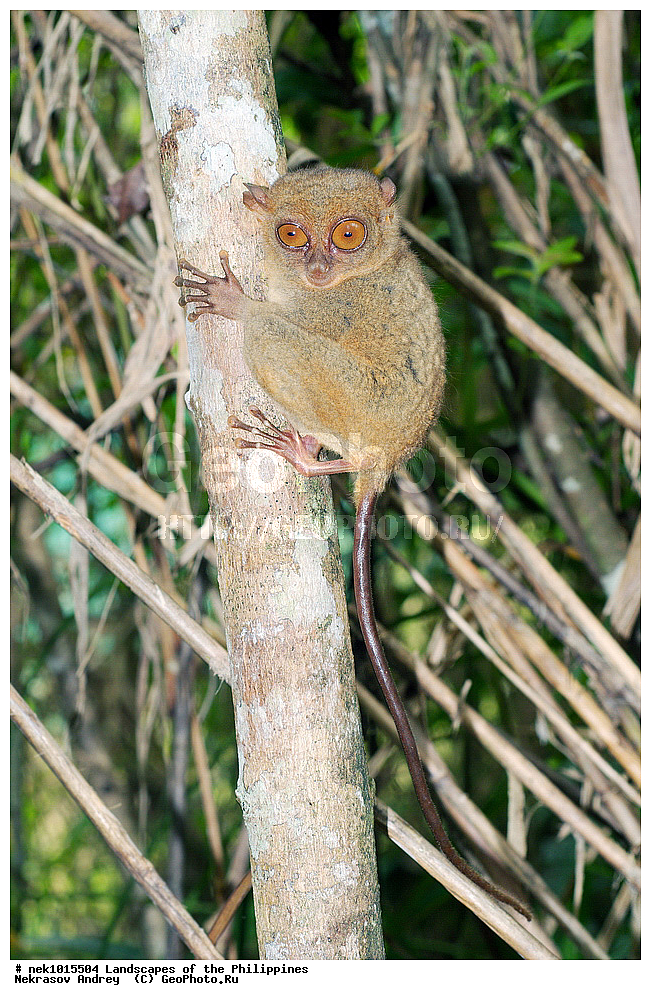 ���������, ������, ������, �������, ����� �����, ������������, ��������, ���������, ������, �������, ��������, ��������, �����, �������, ��������, ���������, �����, ��, ������, ������, ���, ������, �����, �������, ����, �������, , ������� , ��������, ��������, �������������, �������������, �����, �����, XYZ, ������������, Tarsiidae, ������������ ��������, �������, Carlito syrichta