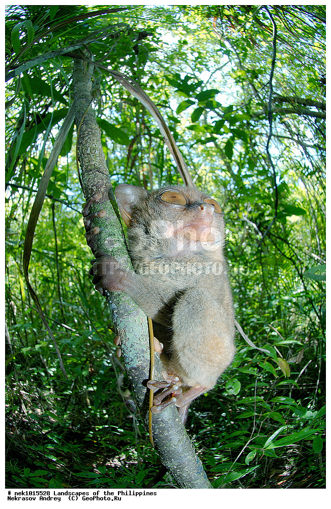 ���������, ������, ������, �������, ����� �����, ������������, ��������, ���������, ������, �������, ��������, ��������, �����, �������, ��������, ���������, �����, ��, ������, ������, ���, ������, �����, �������, ����, �������, , ������� , ��������, ��������, �������������, �������������, �����, �����, XYZ, ������������, Tarsiidae, ������������ ��������, �������, Carlito syrichta