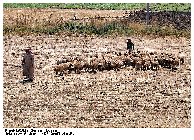 Ovis orientalis, �����, �����, ������, �������, ������� ������, �����, ������, �������� ����, �������, ��������, �����, �������������, ����, �������������, ������������, �����������, ���������, �����, ������, ��������, �����, �������, ���������������, ���������������, ���������������, ���������������, �, ���������, ������ ������, ������, ��������, ����, ������� ���������, ������� ������, ��, �����, ����������, ������, ��������� �������, ������, ������, ����, ����, �����, �����, �������, �������, �������, �����������, ���������, ���������, ���������, ���������, ���������, ������, ������, ������, ������ � �����, �������������, �������������, �������������, �������������, �������