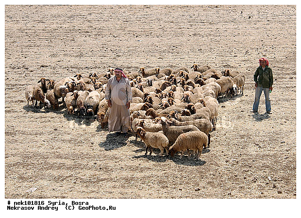 Ovis orientalis, �����, �����, ������, �������, ������� ������, �����, ������, �������� ����, �������, ��������, �����, �������������, ����, �������������, ������������, �����������, ���������, �����, ������, ��������, �����, �������, ���������������, ���������������, ���������������, ���������������, �, ���������, ������ ������, ������, ��������, ����, ������� ���������, ������� ������, ��, �����, ����������, ������, ��������� �������, ������, ������, ����, ����, �����, �����, �������, �������, �������, �����������, ���������, ���������, ���������, ���������, ���������, ������, ������, ������, ������ � �����, �������������, �������������, �������������, �������������, �������