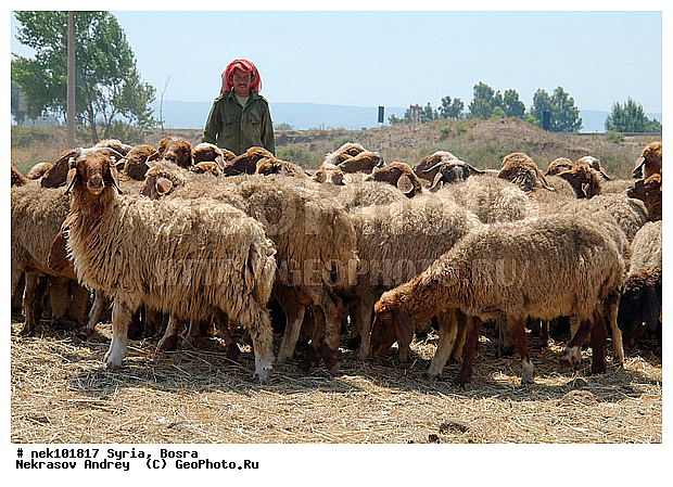 Ovis orientalis, �����, �����, ������, �������, ������� ������, �����, ������, �������� ����, �������, ��������, �����, �������������, ����, �������������, ������������, �����������, ���������, �����, ������, ��������, �����, �������, ���������������, ���������������, ���������������, ���������������, �, ���������, ������ ������, ������, ��������, ����, ������� ���������, ������� ������, ��, �����, ����������, ������, ��������� �������, ������, ������, ����, ����, �����, �����, �������, �������, �������, �����������, ���������, ���������, ���������, ���������, ���������, ������, ������, ������, ������ � �����, �������������, �������������, �������������, �������������, �������