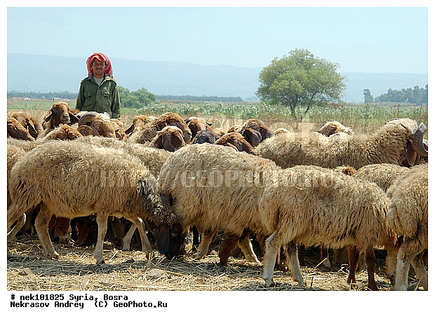 Ovis orientalis, �����, �����, ������, �������, ������� ������, �����, ������, �������� ����, �������, ��������, �����, �������������, ����, �������������, ������������, �����������, ���������, �����, ������, ��������, �����, �������, ���������������, ���������������, ���������������, ���������������, �, ���������, ������ ������, ������, ��������, ����, ������� ���������, ������� ������, ��, �����, ����������, ������, ��������� �������, ������, ������, ����, ����, �����, �����, �������, �������, �������, �����������, ���������, ���������, ���������, ���������, ���������, ������, ������, ������, ������ � �����, �������������, �������������, �������������, �������������, �������