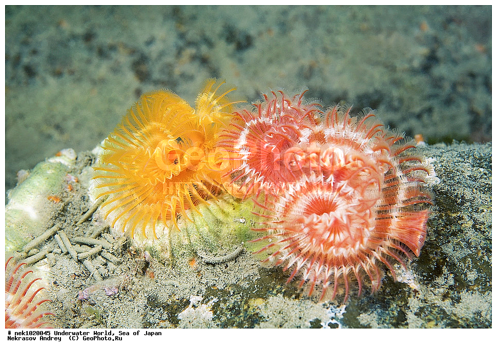 ����� �����, ����� ������, ��������, ��������� ����, ��������, �������� ����, �������� ����, ����, �����, ������, ������������, �����, �����, ��������, ��������, �������, ����, ����, �������, �������, ���, ���������, ���������, ��������� ���, �������, �������������, �������������, ������������, �������� ����