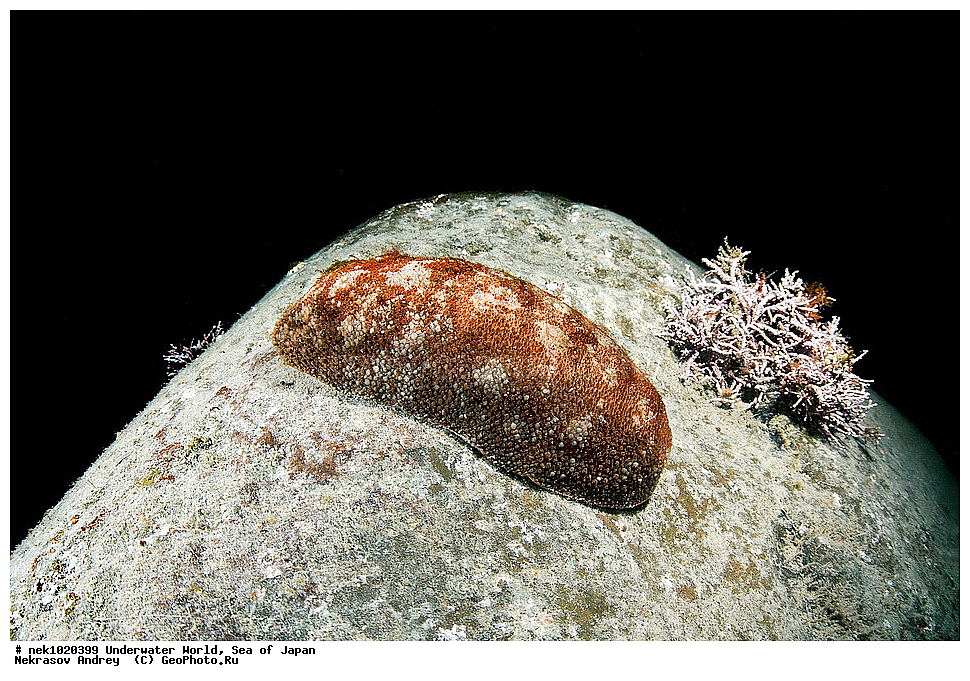 ����� �����, ����� ������, ��������, ��������� ����, ��������, �������� ����, �������� ����, ����, �����, ������, ������������, �����, �����, ��������, ��������, �������, ����, ����, �������, �������, ���, ���������, ���������, ��������� ���, �������, �������������, �������������, ������������, �������� ����