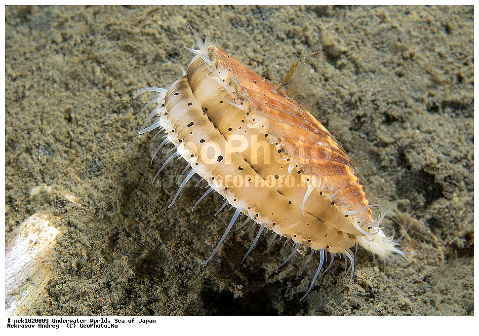 ����� �����, ����� ������, ��������, ��������� ����, ��������, �������� ����, �������� ����, ����, �����, ������, ������������, �����, �����, ��������, ��������, �������, ����, ����, �������, �������, ���, ���������, ���������, ��������� ���, �������, �������������, �������������, ������������, �������� ����, ��������, ��������, �������, ��������, �������, ���������, �������, ����������, �����������, ������������