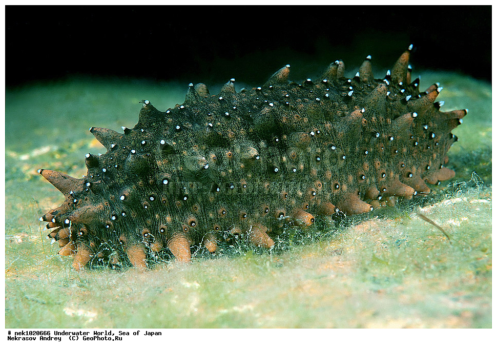 ����� �����, ����� ������, ��������, ��������� ����, ��������, �������� ����, �������� ����, ����, �����, ������, ������������, �����, �����, ��������, ��������, �������, ����, ����, �������, �������, ���, ���������, ���������, ��������� ���, �������, �������������, �������������, ������������, �������� ����, ���������, ���������, ������, ������� ������, �������, ��������, ���������, ����������, ���������, ���������