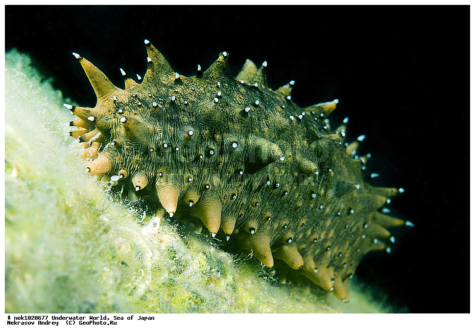 ����� �����, ����� ������, ��������, ��������� ����, ��������, �������� ����, �������� ����, ����, �����, ������, ������������, �����, �����, ��������, ��������, �������, ����, ����, �������, �������, ���, ���������, ���������, ��������� ���, �������, �������������, �������������, ������������, �������� ����, ���������, ���������, ������, ������� ������, �������, ��������, ���������, ����������, ���������, ���������