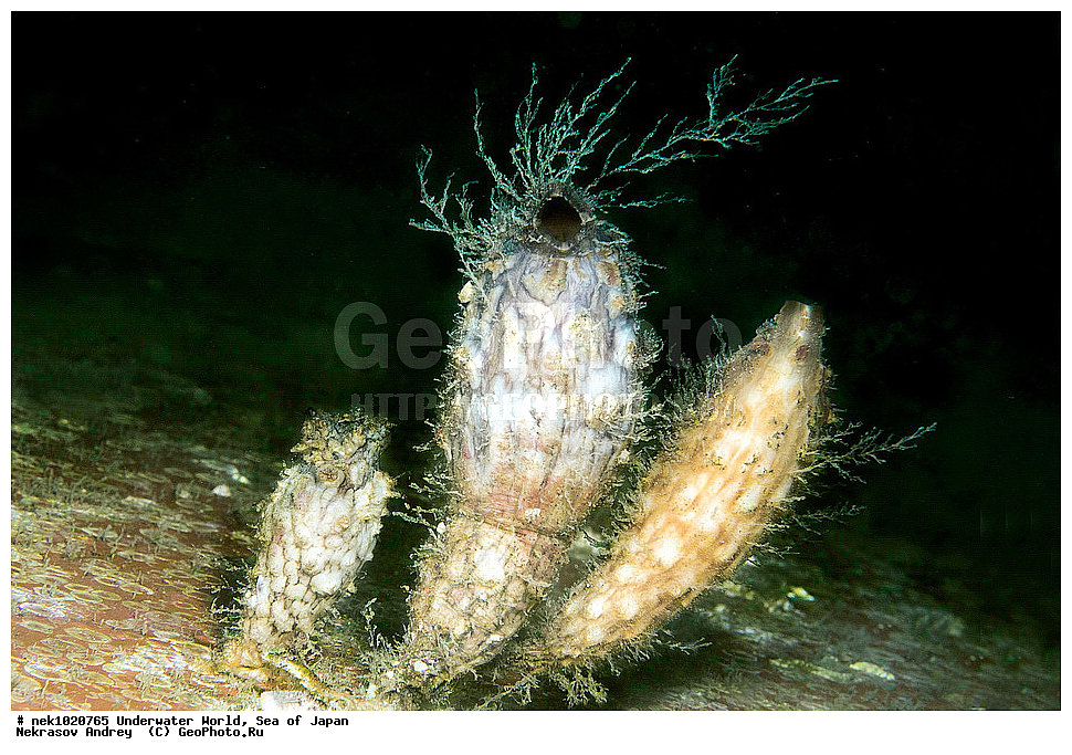 ����� �����, ����� ������, ��������, ��������� ����, ��������, �������� ����, �������� ����, ����, �����, ������, ������������, �����, �����, ��������, ��������, �������, ����, ����, �������, �������, ���, ���������, ���������, ��������� ���, �������, �������������, �������������, ������������, �������� ����