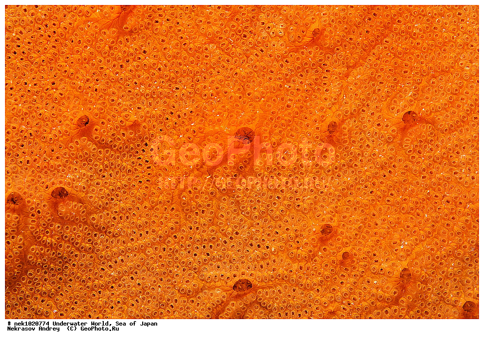 ����� �����, ����� ������, ��������, ��������� ����, ��������, �������� ����, �������� ����, ����, �����, ������, ������������, �����, �����, ��������, ��������, �������, ����, ����, �������, �������, ���, ���������, ���������, ��������� ���, �������, �������������, �������������, ������������, �������� ����, �������, ������������, �������, �������, ������������ ����������  