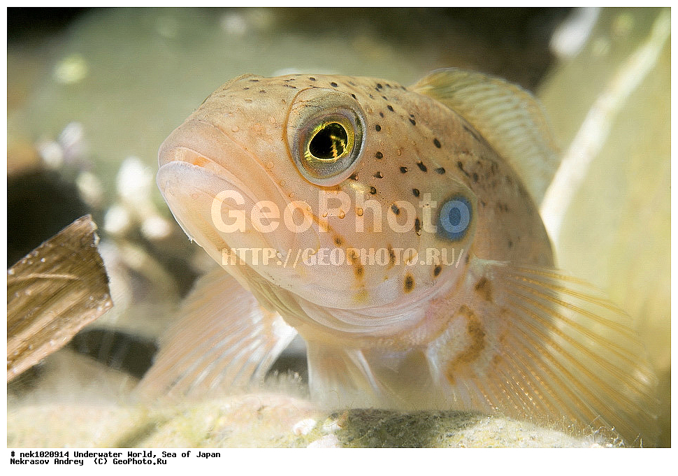 ����� �����, ����� ������, ��������, ��������� ����, ��������, �������� ����, �������� ����, ����, �����, ������, ������������, �����, �����, ��������, ��������, �������, ����, ����, �������, �������, ���, ���������, ���������, ��������� ���, �������, �������������, �������������, ������������, �������� ����, ��������, ��������, ����, ����, ���������� ��������