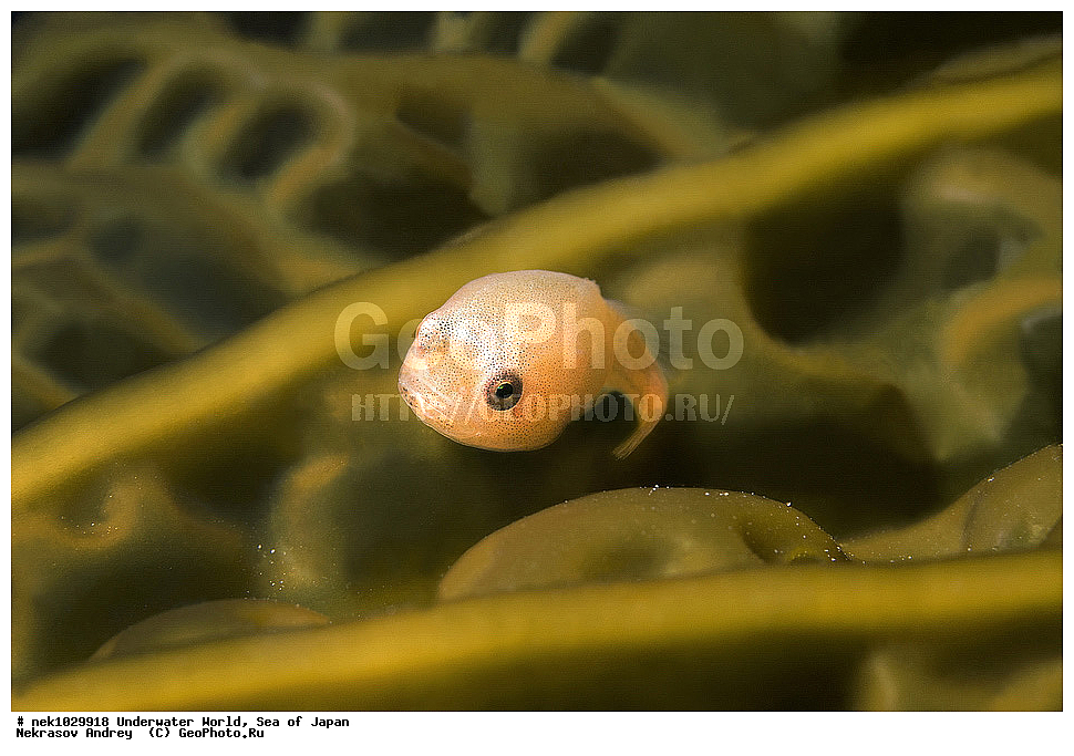 ����� �����, ����� ������, ��������, ��������� ����, ��������, �������� ����, �������� ����, ����, �����, ������, ������������, �����, �����, ��������, ��������, �������, ����, ����, �������, �������, ���, ���������, ���������, ��������� ���, �������, �������������, �������������, ������������, �������� ����, ��������, ��������, ����, ����