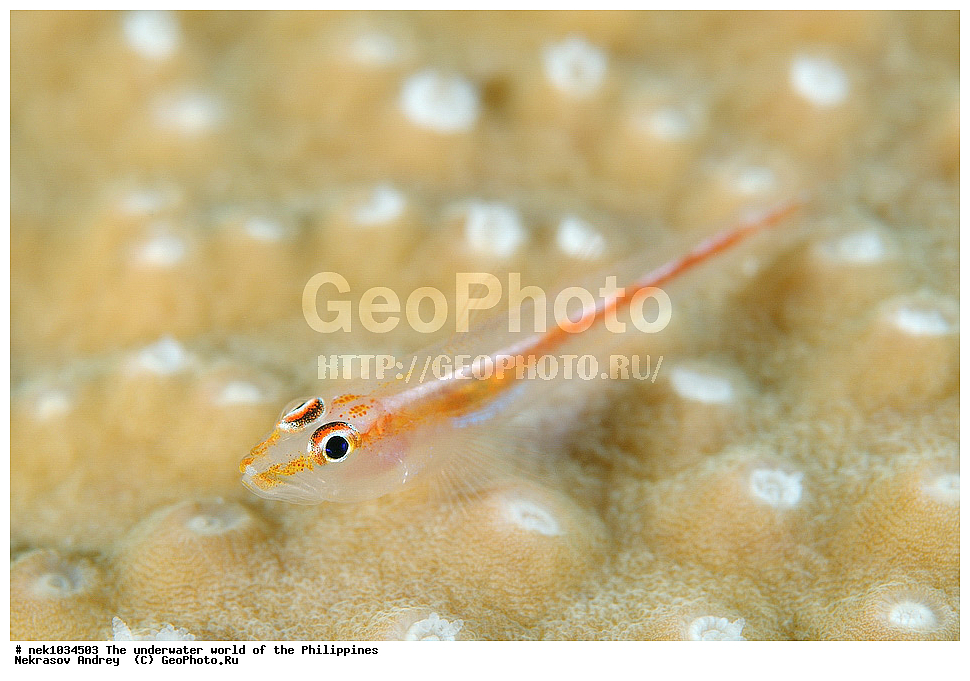 ��������� ���, ��� �����, ����, ����, ���������, ��������, �������, ����, �������, ���������� ����, ��������� �����, ����-�������������, ����-������������� �������, ����-�������������, ��������� ���������, �������, ����� �����, ���-��������� ����, �������, ������, �������, ����, ����, �����, ������, �����, ��������, ��������, �����������, ����, �������, �����, ����� , ���, ���������, ���������, ���������, ��������� ���, ��������� ���, �������, �����������, ����, ����������, ���������, ����, ����