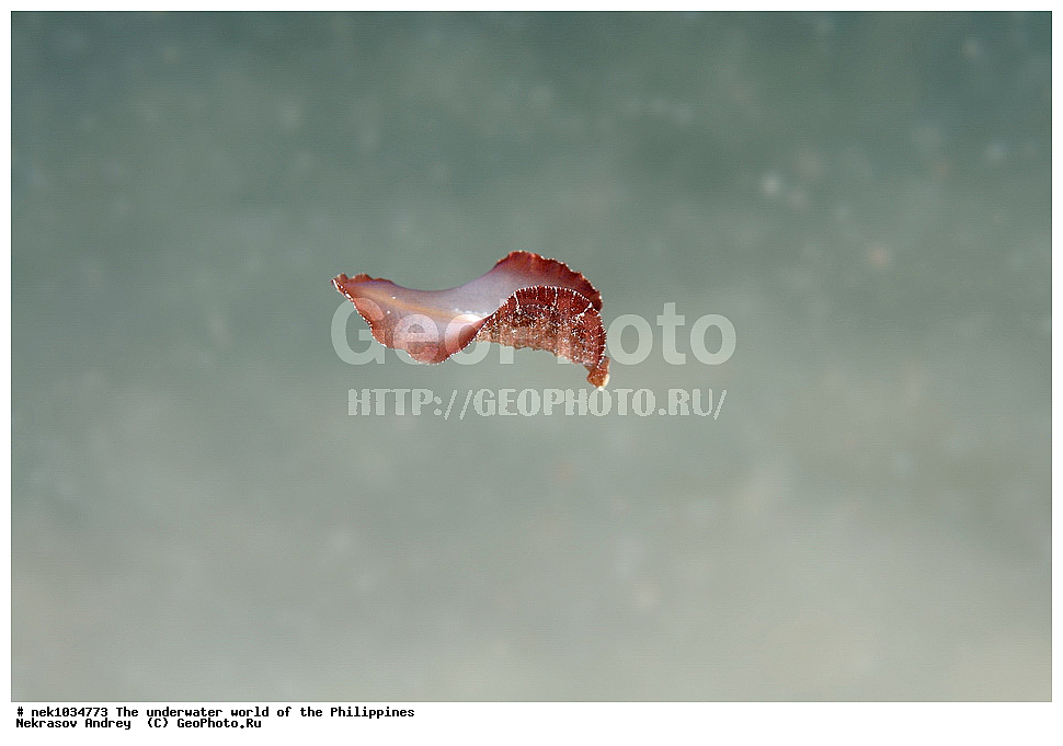 ��������� ���, ��� �����, ����, ����, ���������, ��������, �������, ����, �������, ���������� ����, ��������� �����, ����-�������������, ����-������������� �������, ����-�������������, ��������� ���������, �������, ����� �����, ���-��������� ����, �������, ������, �������, ����, ����, �����, ������, �����, ��������, ��������, �����������, ����, �������, �����, ����� , ���, ���������, ���������, ���������, ��������� ���, ��������� ���, �������, �����������, ����, ����������, ���������, ������������, ������������, �������, ��������, �������, �������, ���������, ���������, �����, �����