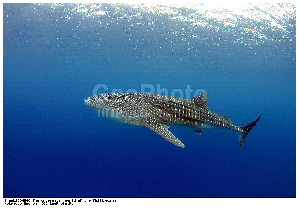 ��������� ���, ��� �����, ����, ����, ���������, ��������, �������, ����, �������, ���������� ����, ��������� �����, ����-�������������, ����-������������� �������, ����-�������������, ��������� ���������, �������, ����� �����, ���-��������� ����, �������, ������, �������, ����, ����, �����, ������, �����, ��������, ��������, �����������, ����, �������, �����, ����� , ���, ���������, ���������, ���������, ��������� ���, ��������� ���, �������, �����������, ����, ����������, ���������, ����, ����, ������� �����, �����, �����, �������