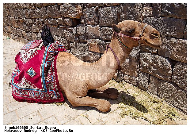 C. dromedarius, Camelus, Camelus dromedarius, Linnaeus, dromedarius, �������, ������� ������, �����, �������, �����������, ��������, ������, ��������, ��������, �������������, �����������, ����������, ���������� �������, �������������, ������������, �����, ������, ��������, ����������, �����������, ���������������, ���������������, ���������������, ���������������, �, ���������, ���������, ������� �����������, ������� ��������, ������� �����������, ������ ������, ������������ ���������, �������, ��������, ��, �������� ��������, ������, �����, ��������� �����������, �������, �����������, ������� �����������, ���������, ���������, ���������, ���������, ���������, ������, ������, ������, ������ � �����, �������������, �������������, �������������, �������������